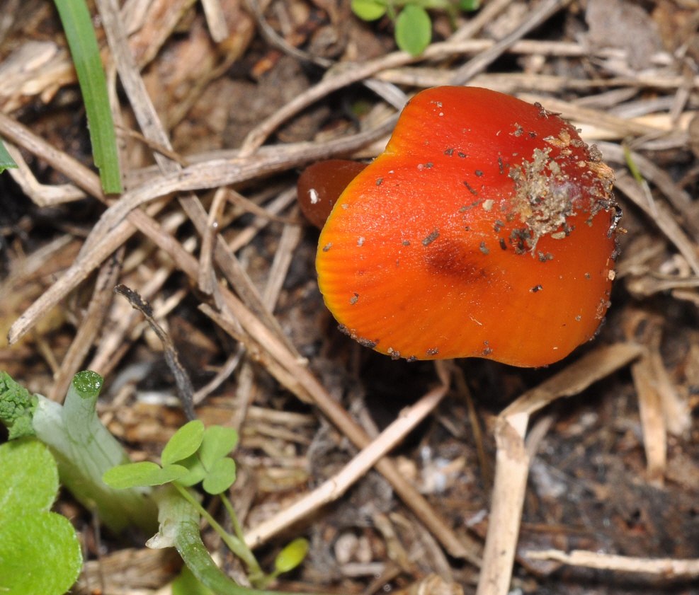 Hygrocybe sp. - ID fungo n.3 del 13.12.2011